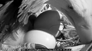 CHICK 2 HAS HATCHED ️ Big Bear Bald Eagles  2025-03-04