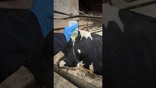 Emergency assistance to a cow on a farm