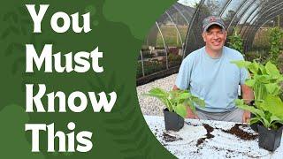 Dividing Hostas and other Perennials to maximize profit in a nursery!!