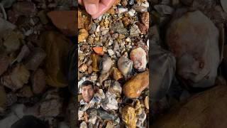 Wow super clam best pearls #pearl #clam #beautiful #beach #crystals #treasure