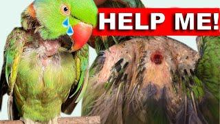 WATCH THIS BEFORE YOU BUY A PARROT! Indian ring neck is ill...