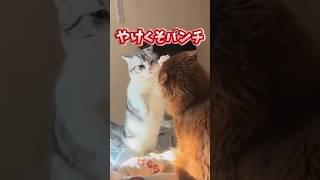 If you grin at the sight of a cat, you're out lol