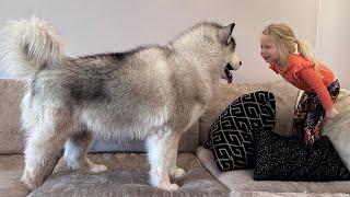 Adorable Little Boy Saves Dad From Scary Wolf Dog! He's A Big Teddy Bear!!