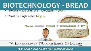 Food Production - Biotechnology - Bread - GCSE Biology (9-1)