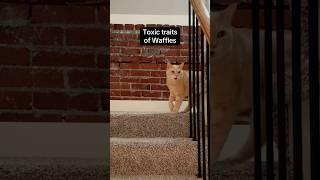 Sometimes Waffles is his own worst enemy #cats #shorts