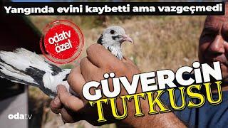 Güvercin Tutkusu Bunu Da Yaptırdı! Yangında Evini Kaybetti, Yılmadı! #keşfet