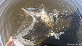 ЖЕСТЬ! ТАКОГО ВЫ ЕЩЁ НЕ ВИДЕЛИ!  ОНИ ВЫПРЫГИВАЛИ С ВОДЫ ВМЕСТЕ С СЕТЬЮ, Я ДУМАЛ ОНИ ЕЁ РАЗОРВУТ!