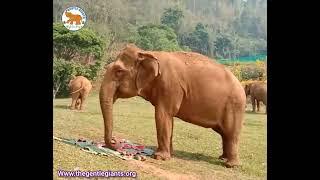 Fruit for Elephants  - Gentle Giants Stay Home Project