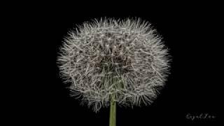 Dandelion seed head's time-lapse