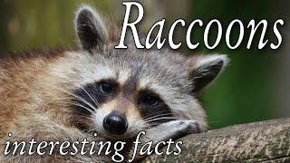 Interesting Facts about Raccoons – Cute Animal Video. Raccoon | Amazing Animals