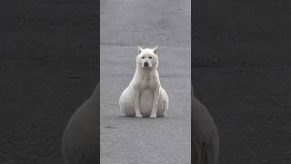 Rescue the poor dog.-1#animals #dog #rescue #healing #fyp #youtubeshorts #shorts #love #pets