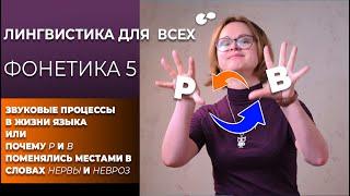 Языкознание для всех! Фонетика 5. Звуковые процессы или почему звуки меняются местами.