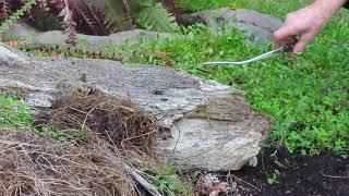 Tuatara feeding time in New Zealand