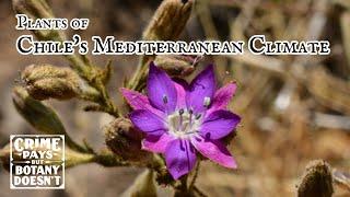 Parasitic Plants on the Steep Rocky Hillsides of the Low Andes