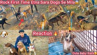 Rock First Time Etne Sara Dogs Se Ek Sath MilaDosti Hui Ya DushmaniREACTION