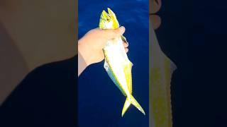 favorite black swan 3-12 gr light jiggling mahi.lampuga