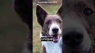 Lassie Dog