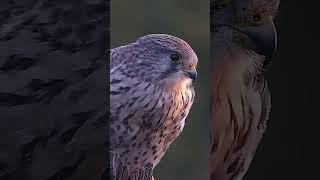 Brave, wild, beautiful: this is Jenny the kestrel