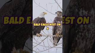 $15,000 Reward for Info on Destroyed Bald Eagle Nest#shortstrend #baldeagle #youtuber#shorts
