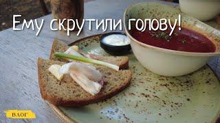 Одесса / Кто ему скрутил "голову"? / TREF cinema cafe