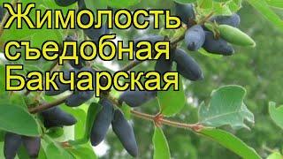 Жимолость съедобная Бакчарская. Краткий обзор, описание характеристик lonicera edulis Bunker Hill