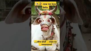 Pani Lao Re Comedy! cow videos