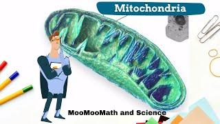 What happens in the mitochondria ?