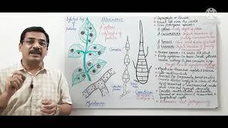 Alternaria solani | Early blight of potato | B.Sc. Part l, Botany, Paper l.