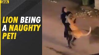 Watch: Woman spotted carrying lion in her arms in Kuwait