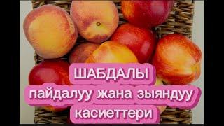 Шабдалы.Пайдалуу жана зыяндуу касиеттери. Польза персика.