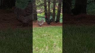 Chickens are good for the soul 