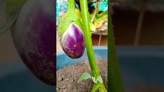 My Brownish Brinjal veg Plant#gardening #gardenAkhi