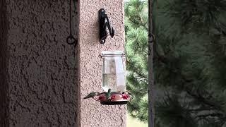 Captivating Hummingbirds: Watch Them Drink Sweet Sugar Water Up Close!