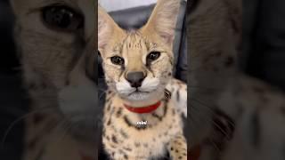 Cute kitty  #animals #animallife #cuteanimal #animalove #pets #cutepet
