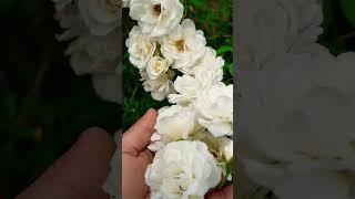 #reels #rose #plants #shorts#flowers  #roseflower  #Bpriya'sDiary