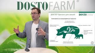 Александр Слюсарь. Применение ДОСТО Орегано для решения проблем с илеитом и дизентерией свиней