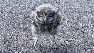 Owlet Luchik jumps on the asphalt. An little owl or a dusty dumpling with legs?