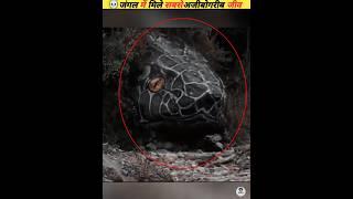 The strangest animals found in the forest #viral