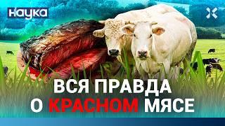 Красное мясо очень опасно. Сколько можно съедать фруктов, овощей и круп в день. Лучшая диета | НАУКА