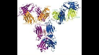 Understanding of Immunoglobulin structure representation on IMGT database