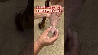 Examination of mammary glands l dr Umar Khan