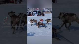 Женские гонки на оленьих упряжках