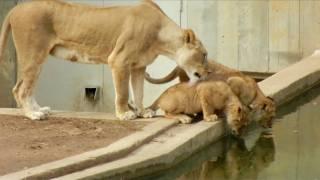 Mom knocks lion cub into the water