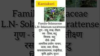 #Kantakari || #dravya || #Dravyaguna || #shortsviral || #shortsfeed