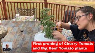 Dutch Bucket Tomatoes - first pruning after transplant