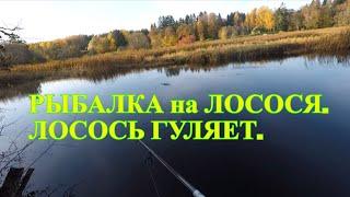 РЫБАЛКА на  ЛОСОСЯ