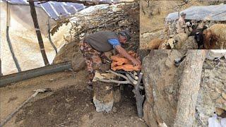 Iran nomadic life: building a house for new lambs with natural materials in the shelter