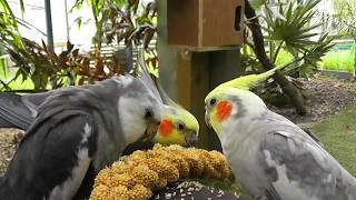 30 Minutes of Aviary. Uninterrupted, Narration Free @ The Pheasantasiam (Cockatiels, Doves, Quail)