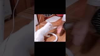 고양이 냥냥펀치 #shorts
