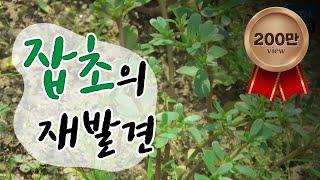 음식도 되고 농사도 돕는 잡초의 재발견 / YTN 사이언스